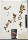 Foto von Salix appendiculata Vill. x Salix purpurea L.